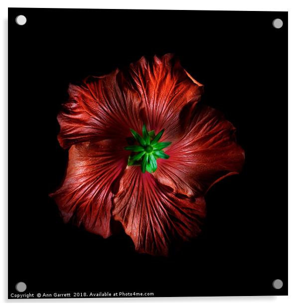 Beneath the Hibiscus Acrylic by Ann Garrett