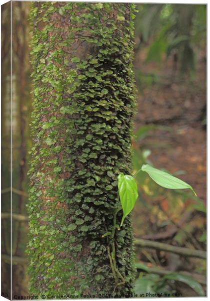 Rain Forest Creeper Canvas Print by Carole-Anne Fooks