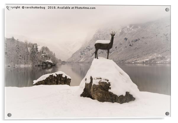 The Stag At Lake Bohinj Acrylic by rawshutterbug 