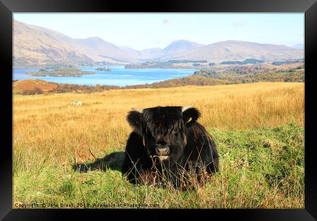 Highland Calf at Loch Awe Framed Print by Jane Braat
