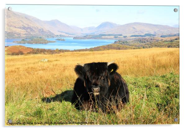 Highland Calf at Loch Awe Acrylic by Jane Braat