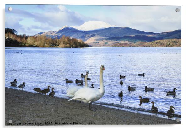 Swans at Luss Acrylic by Jane Braat