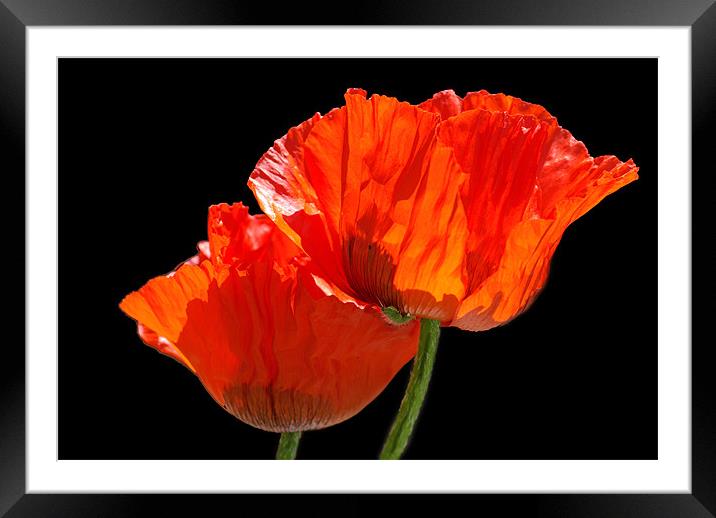 Poppies Framed Mounted Print by Pete Hemington