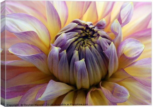 Chrysanthemum Canvas Print by Stephen Maxwell