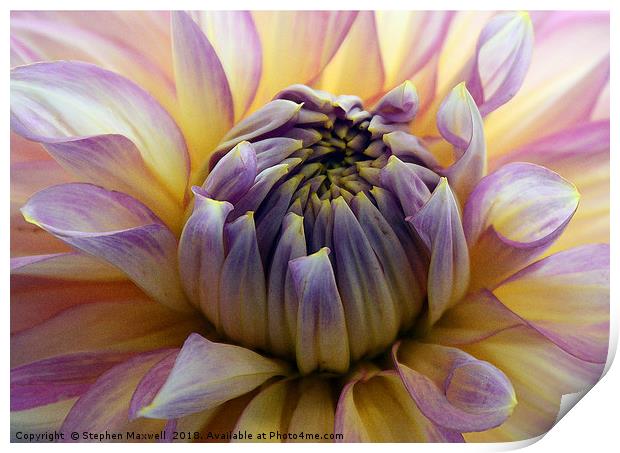Chrysanthemum Print by Stephen Maxwell