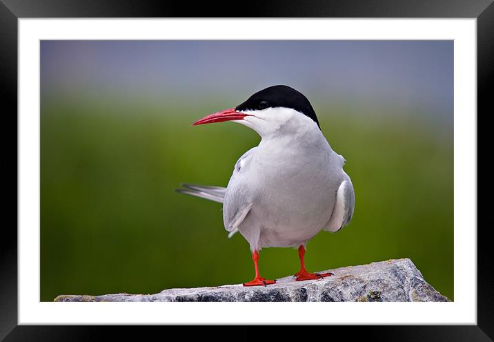 Arctic Tern (Sterna paradisaea) Framed Mounted Print by David Lewins (LRPS)