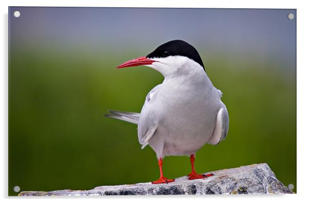 Arctic Tern (Sterna paradisaea) Acrylic by David Lewins (LRPS)