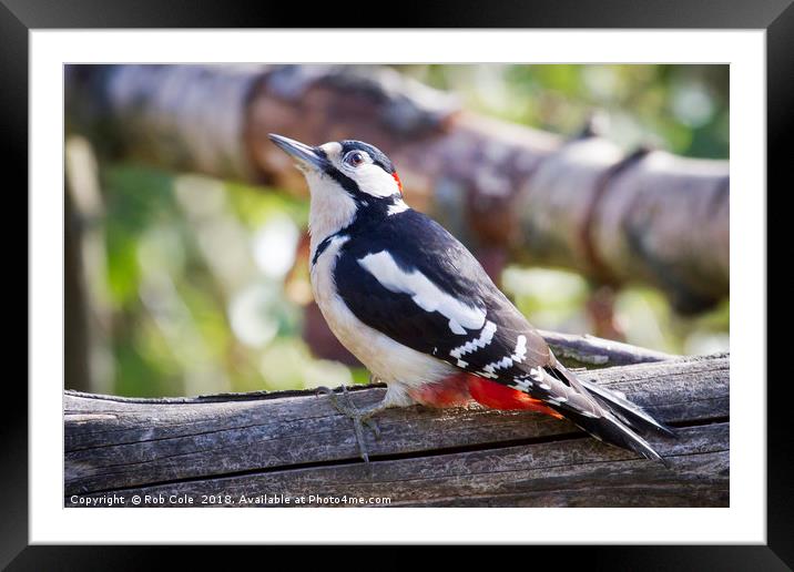 Great Spotted Woodpecker (Dendrocopos major) Framed Mounted Print by Rob Cole