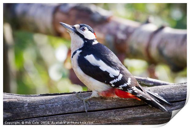 Great Spotted Woodpecker (Dendrocopos major) Print by Rob Cole
