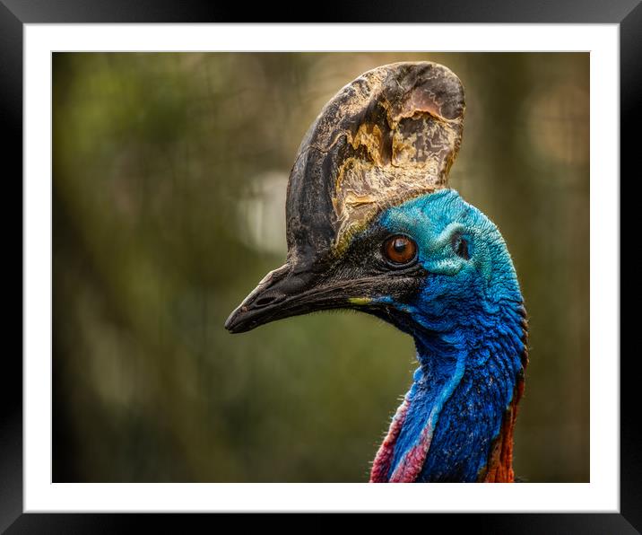 Southern Cassowary Framed Mounted Print by George Robertson