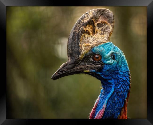 Southern Cassowary Framed Print by George Robertson