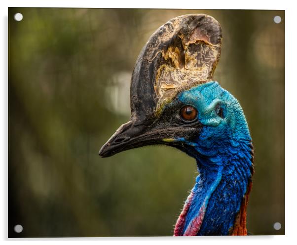 Southern Cassowary Acrylic by George Robertson