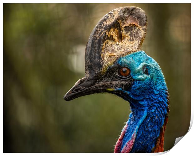 Southern Cassowary Print by George Robertson