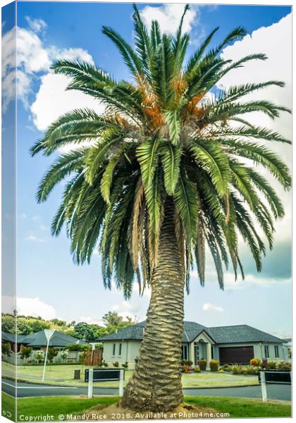 NZ Palm Tree Canvas Print by Mandy Rice