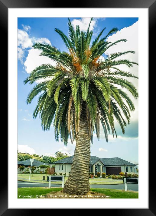 NZ Palm Tree Framed Mounted Print by Mandy Rice