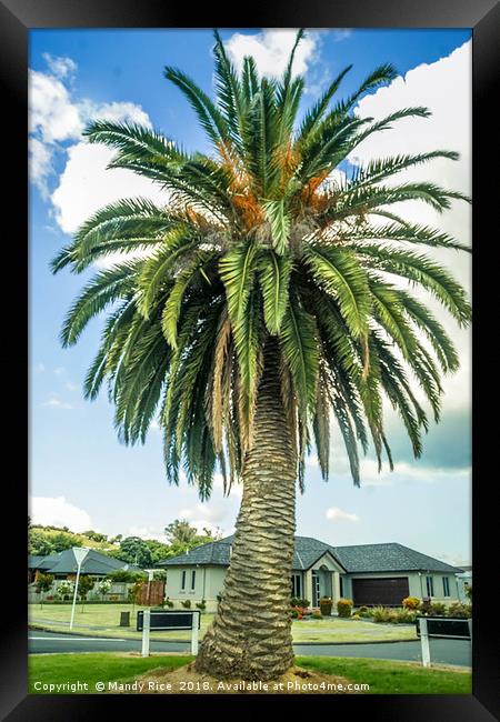 NZ Palm Tree Framed Print by Mandy Rice