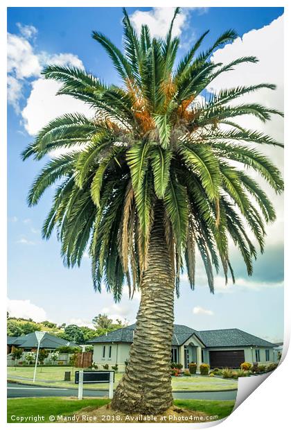 NZ Palm Tree Print by Mandy Rice