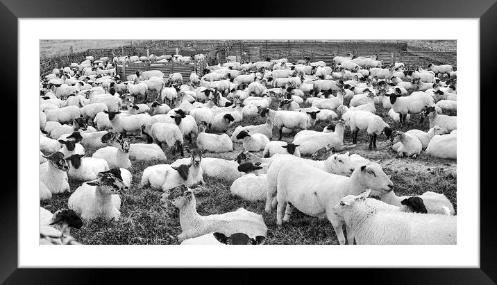 Counting sheep, 1, 2, 3........   Framed Mounted Print by Darren Burroughs