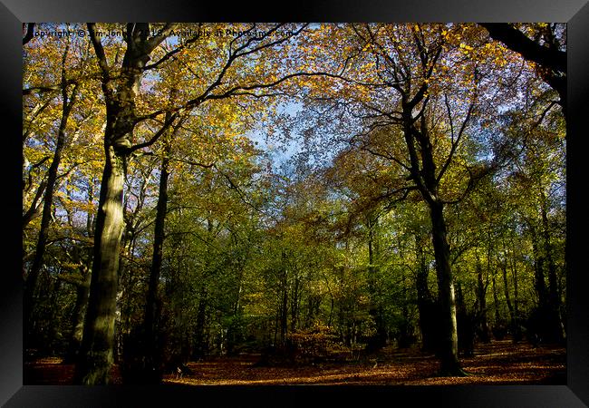 Woodland in Autumn Sunshine Framed Print by Jim Jones