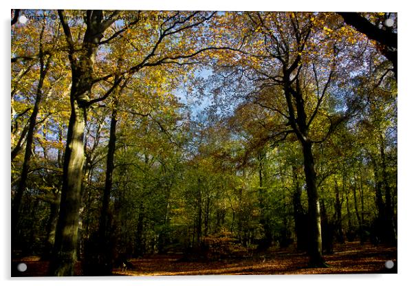 Woodland in Autumn Sunshine Acrylic by Jim Jones