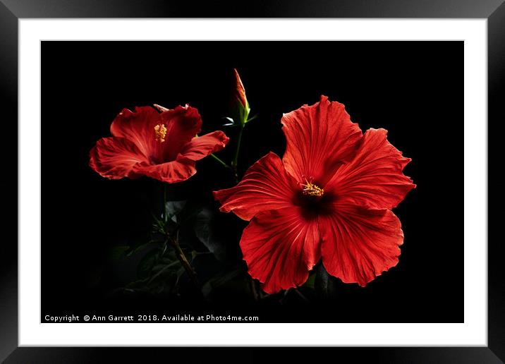 Red Hibiscus up Close Framed Mounted Print by Ann Garrett