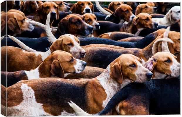 A Pack of fox Hounds. Canvas Print by Maggie McCall