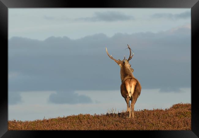 Red Deer Stag   Framed Print by Macrae Images