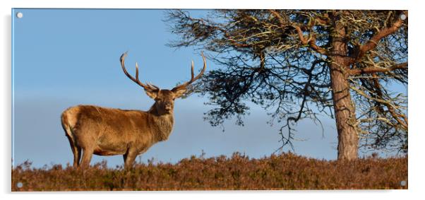 Red Deer Stag   Acrylic by Macrae Images