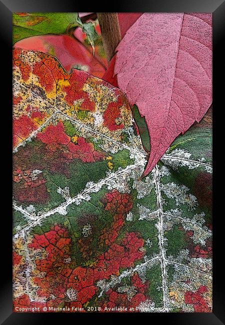 rust of autumn Framed Print by Marinela Feier