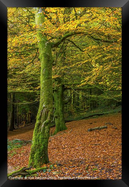 Beech Trees in Woodland in Autumn Framed Print by Nick Jenkins