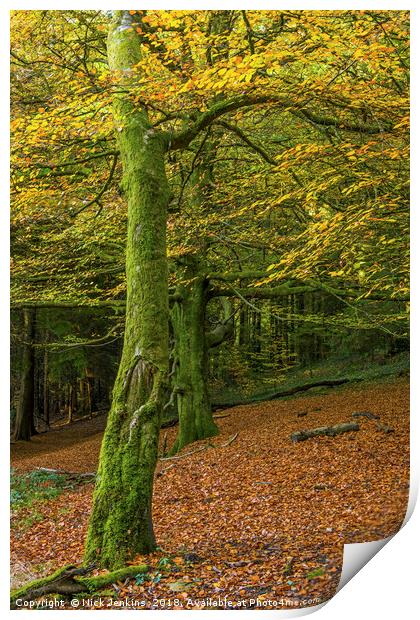 Beech Trees in Woodland in Autumn Print by Nick Jenkins
