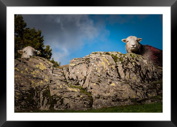 Herdy's Framed Mounted Print by Paul Andrews