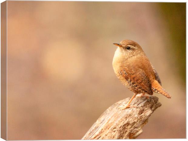 The Wren Canvas Print by Jonathan Thirkell