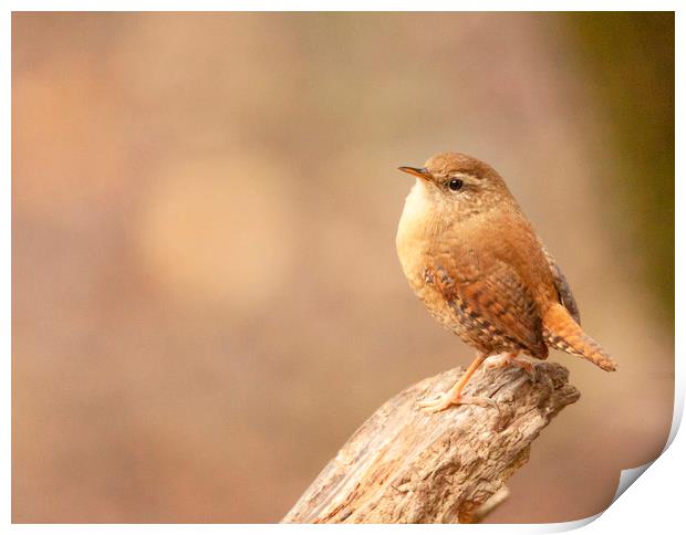 The Wren Print by Jonathan Thirkell