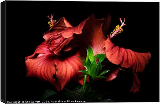 Red Hibiscus in the dark Canvas Print by Ann Garrett