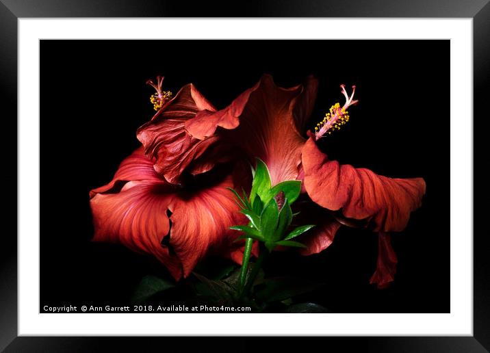 Red Hibiscus in the dark Framed Mounted Print by Ann Garrett