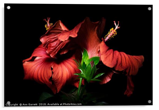 Red Hibiscus in the dark Acrylic by Ann Garrett