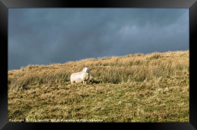 Solitary Sheep on Black Mountain hillside Framed Print by Nick Jenkins