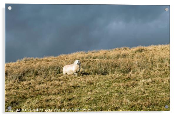 Solitary Sheep on Black Mountain hillside Acrylic by Nick Jenkins