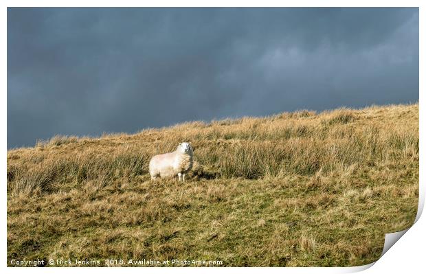 Solitary Sheep on Black Mountain hillside Print by Nick Jenkins