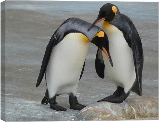 King Penguins Canvas Print by Lilian Marshall