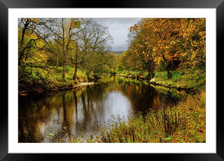  Autumnal  River Wharfe  Framed Mounted Print by Diana Mower