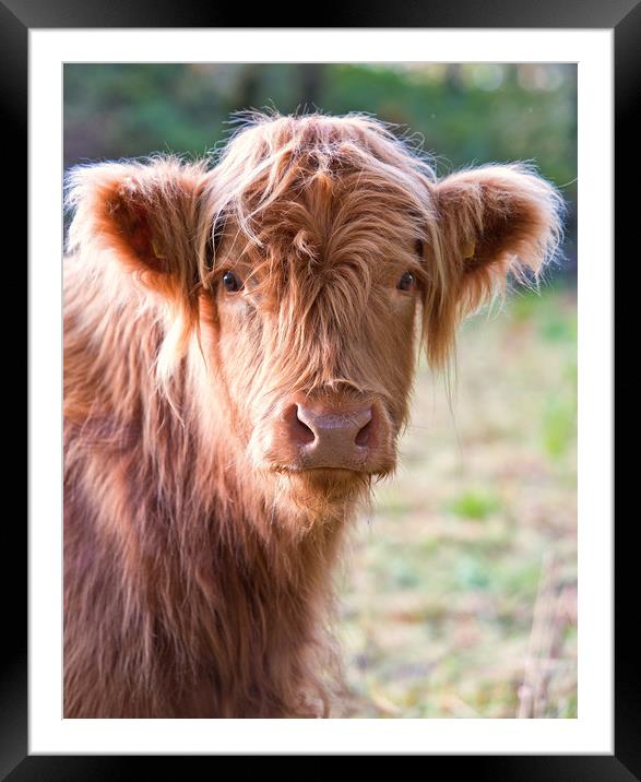 Highland calf Framed Mounted Print by Rory Trappe