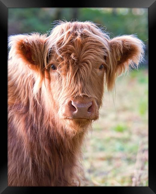 Highland calf Framed Print by Rory Trappe