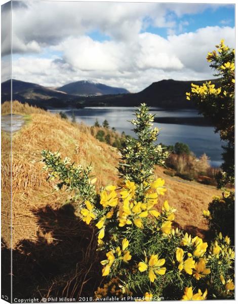 Flowering Gorse On Cat Bells Terrace. Canvas Print by Phil Wilson