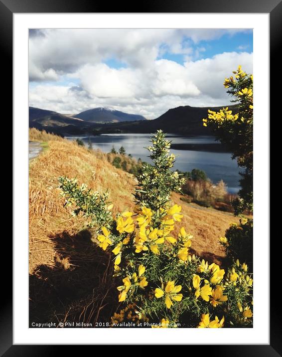 Flowering Gorse On Cat Bells Terrace. Framed Mounted Print by Phil Wilson