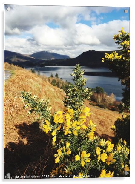 Flowering Gorse On Cat Bells Terrace. Acrylic by Phil Wilson