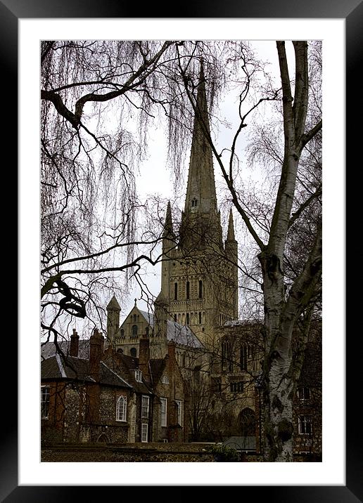 View to Norwich Cathedral Framed Mounted Print by Darren Burroughs
