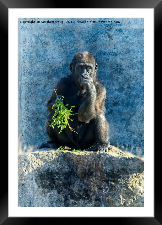 Gorilla Baby Shufai Framed Mounted Print by rawshutterbug 