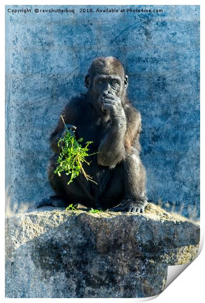 Gorilla Baby Shufai Print by rawshutterbug 